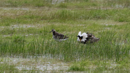 There will be groups of Ruff with males in full breeding plumage performing their leks