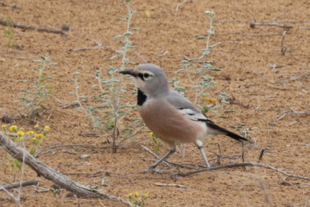 This is by far the best place to see Pander's Ground-jay, one of the most sought-after birds on the tour
