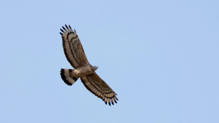 Or a migrant Crested Honey Buzzard