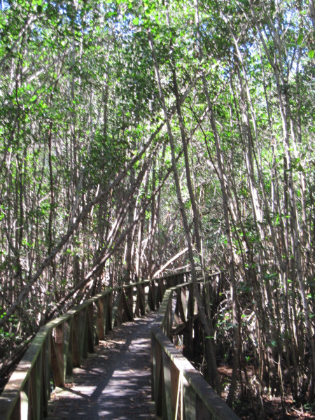 ...while coastal mangroves forests hold...