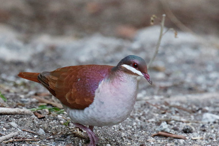 ...and at a local feeding station, Key West Quail-Dove.