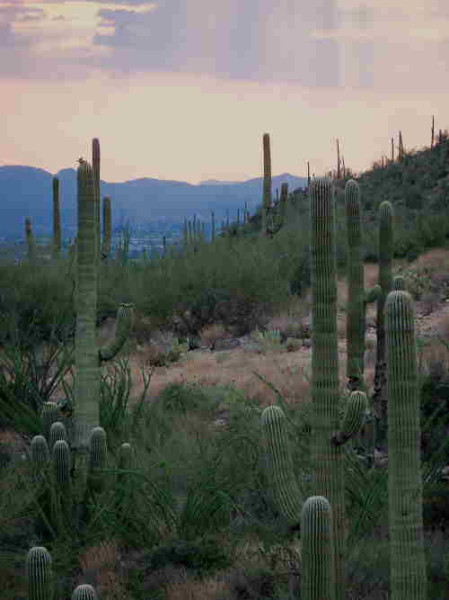 In winter the desert in and around Tucson harbors denizens&hellip;