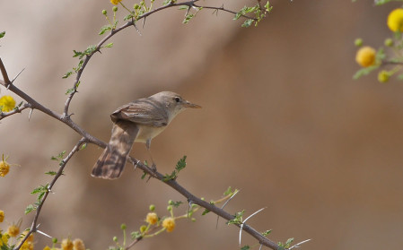Upcher's Warbler will be freshly arrived from its East African wintering grounds