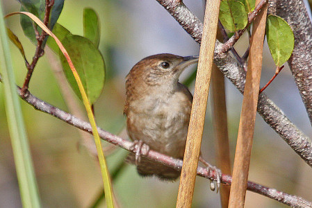...to look in particular for the vocally very distinctive Zapata Wren.