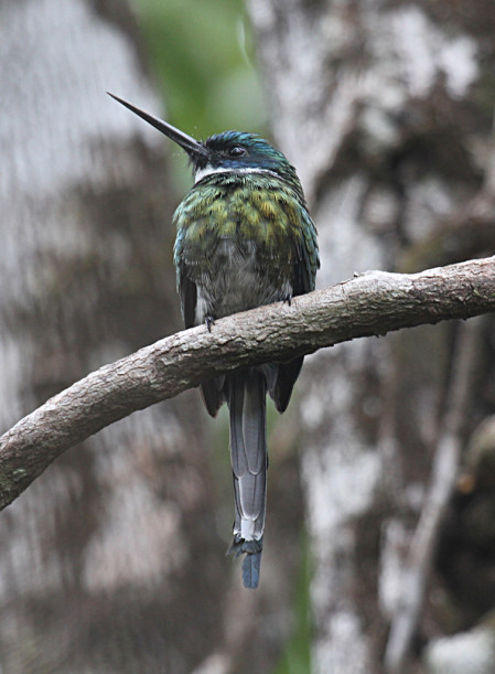 The rare Bronzy Jacamar is found on poor soiled forest...