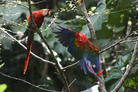 &hellip;or iconic Scarlet Macaws&hellip; 
