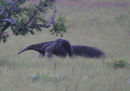 But Guyana is also great for general wildlife, and we may cross paths with Giant Anteater...