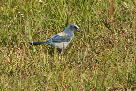 We'll start out north of Fort Myers looking for Florida Scrub-Jay...