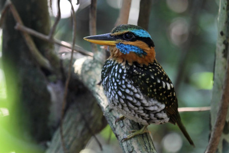 ...the shy, forest-dwelling Spotted Wood Kingfisher...