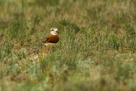 And there is usually a pair of Caspian Plovers nearby