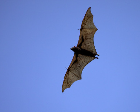It's not just about the birds, although they definitely dominate the fauna of the island nation. Here is a Large Fruit Bat at Subang...