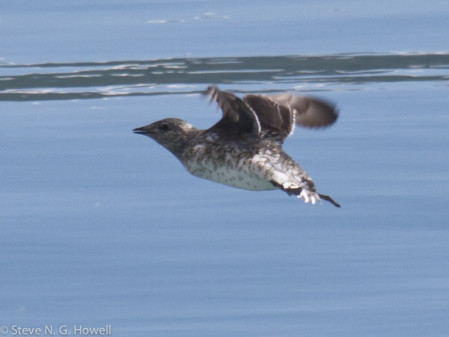 ...and our chief prize, the very local Kittlitz's Murrelet.