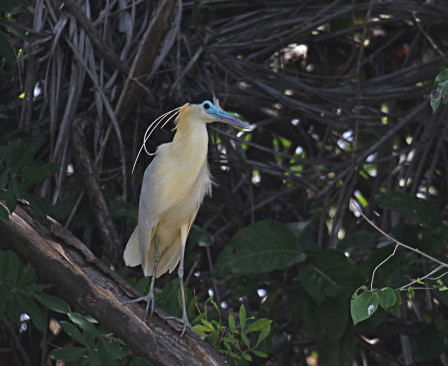 ...where we'll also search for one of the most beautiful herons in South America, the Capped Heron!