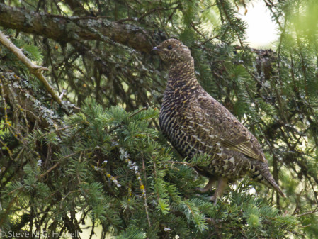 ... and, with some luck, Spruce Grouse.