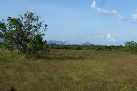 After a week in the forest, we head into the Rupununi savannahs...