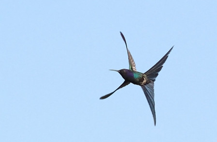 Some of the birds we hope to see include the astonishing Swallow-tailed Hummingbird... (Image: Skyler Streich)