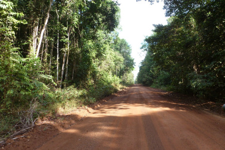 ...into the heart of the wonderful Iwokrama forest, where we bird along wide tracks, trails...