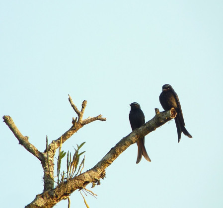 Bronzed (a pair shown here) along with Lesser Racket-tailed Drongos occur together at middle elevations on Doi Inthanon.