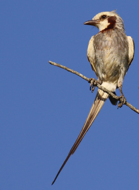 The elegant Streamer-tailed Tyrant, often perched on wires or the tops of tall trees, is always very popular sight..