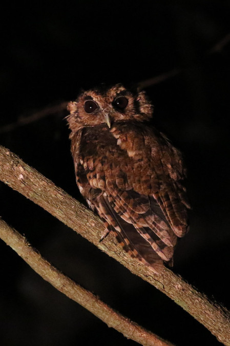 &hellip;a Black-capped Screech Owl...