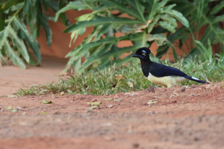 ...and the dapper Plush-crested Jay.