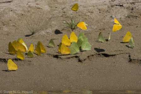 As may butterfly &ldquo;puddle parties&rdquo;...