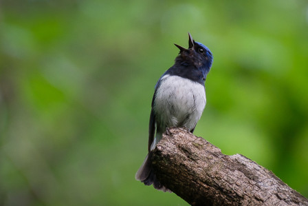 The songs of the Blue-and-white Flycatcher fill the forest...