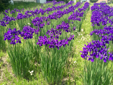 Fields of irises abound in the countryside.