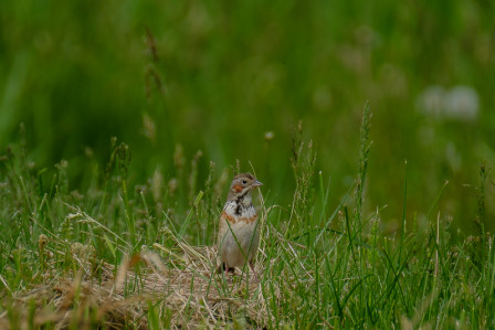 ...and we may encounter Chestnut-eared Buntings as the farmers till the fields. 