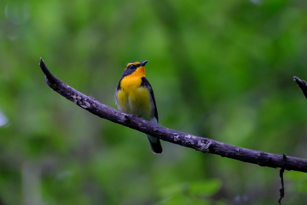 ...and the stunning Narcissus Flycatcher is found in the forests here. 