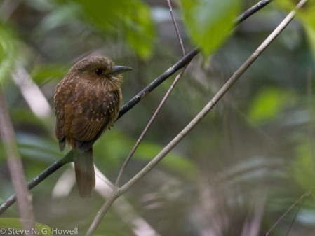 We may find the inconspicuous White-whiskered Puffbird sitting quietly beside a trail,