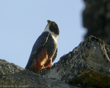 The ruins also offer perches for the dashing little Bat Falcon...