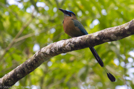 One tree may hold a Lesson&rsquo;s (formerly Blue-crowned) Motmot...