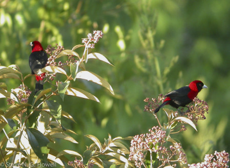 As well as non-North American species, such as the stunning Crimson-collared Tanager,
