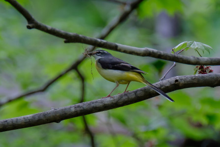 Many of the birds are busy nesting or caring for young. This Grey Wagtail carries nesting material. 