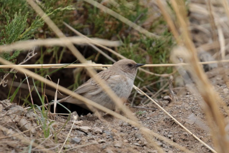 And where we see the rare Koslov's Accentor, a bird restricted to western and southern Mongolia