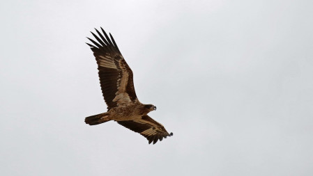 Or a wandering immature Pallas's Fish Eagle