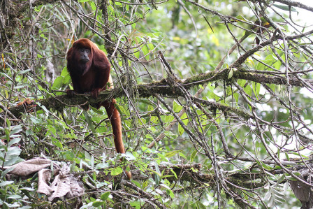 ...and even a few mammals like Colombian Red Howler.