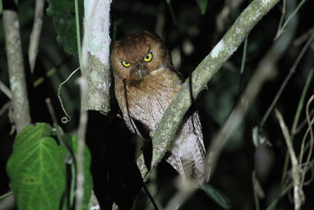 ...and even some still undescribed species, like 'Santa Marta' Screech-Owl.