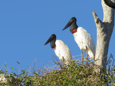 One of the world's largest storks, the Jabiru is an impressive sight in the Pantanal.