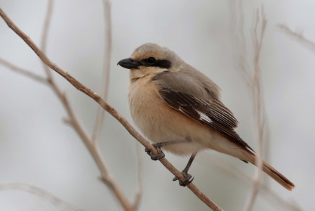 As well as migrants, the many of the camps also have a pair or two of Daurian Shrikes breeding. 