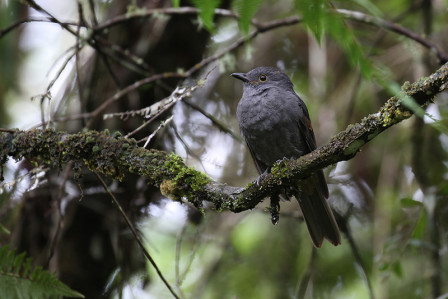 ...and a few recently described species such the very local Chestnut-capped Piha...