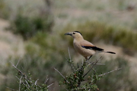 Where we see some highly sort-after species such as Henderson's Ground Jay,..