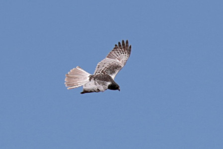 The wetlands attract raptors such as this Eastern Marsh Harrier.