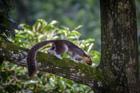 Borneo is said to have the most squirrel species in the world! The Sunda Giant Squirrel is more often heard than seen. 