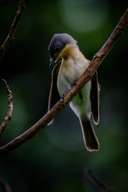 the endemic Moluccan Flycatcher...