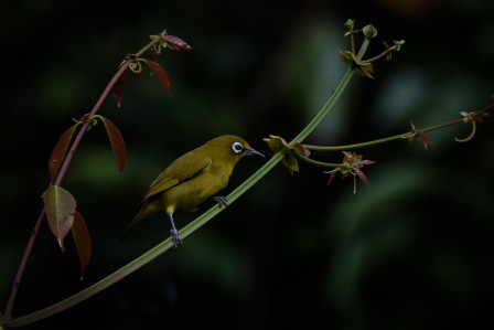 the Buru White-eye is another sought after endemic...
