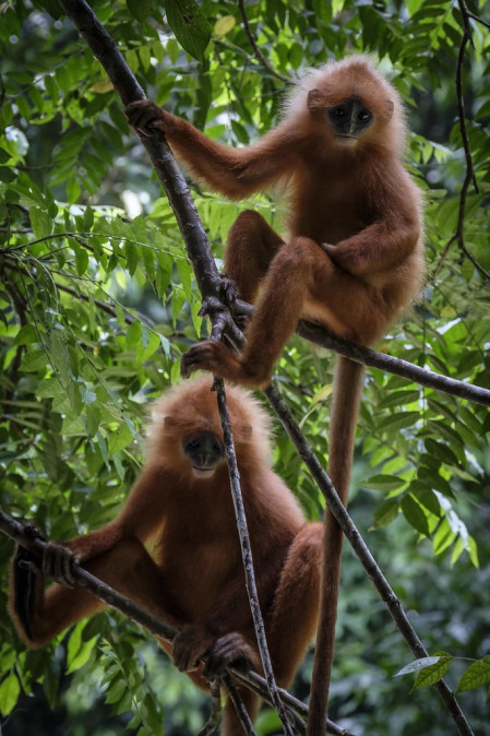 Primates are a feature of the Bornean forests - these Maroon Leaf-Monkeys are often seen...