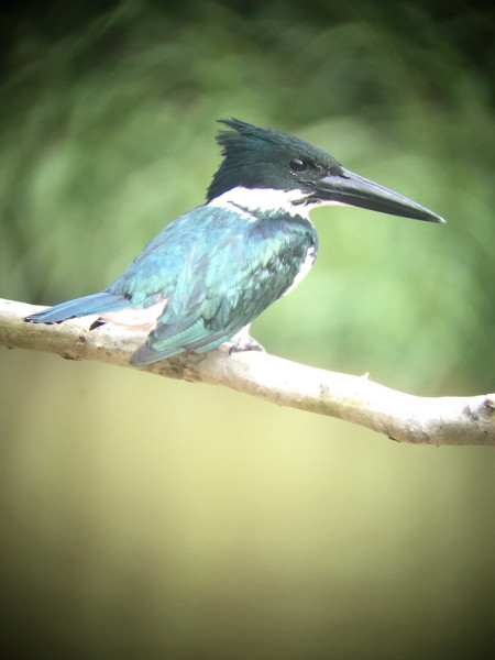 ...and their larger cousins like this Amazon Kingfisher line the banks...
