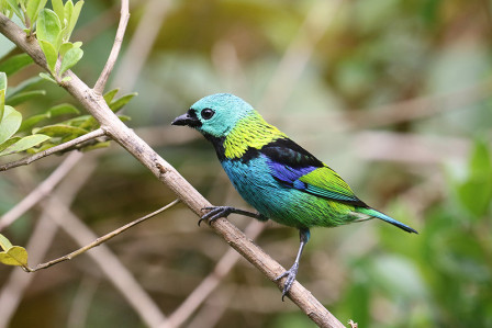 There will be colorful birds like Green-headed Tanager...